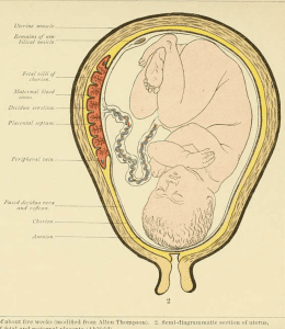 sketch of cervix and uterus and cervical dilation 